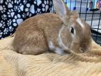 Adopt BUNJAMIN a Bunny Rabbit