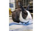 Adopt ELVIS a Bunny Rabbit