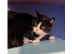 Max, Domestic Shorthair For Adoption In Sioux City, Iowa