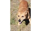 Dooley, Labrador Retriever For Adoption In Cambridge, Maryland