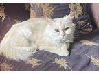 Loly, Domestic Longhair For Adoption In Manchester, New Hampshire