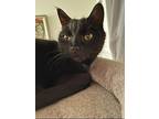 Stevie, Domestic Shorthair For Adoption In Fairborn, Ohio