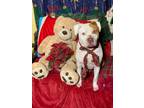 Adopt Adryan the handsome male Staffordshire a American Staffordshire Terrier