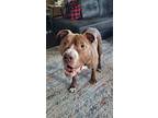 Baron, American Pit Bull Terrier For Adoption In Lynnwood, Washington