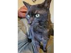 Dudley, Domestic Shorthair For Adoption In Chicago, Illinois