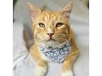Prince, Domestic Shorthair For Adoption In Rowland Heights, California