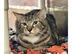 Adopt NIGEL a Domestic Short Hair