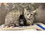 Adopt PETER a Maine Coon, Domestic Short Hair