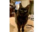 Freedom, Domestic Shorthair For Adoption In Baltimore, Maryland
