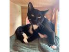 Adopt Fritz-kitten a Black & White or Tuxedo Domestic Shorthair / Mixed (short
