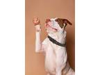Kiwi, American Pit Bull Terrier For Adoption In Norristown, Pennsylvania