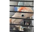 Adopt Sam a Cockatoo bird in Grandview, MO (38470745)