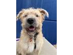 Adopt Wonton - friendly and cuddly! a Wheaten Terrier, Poodle