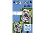 Adopt Buster a Brindle American Pit Bull Terrier / Catahoula Leopard Dog / Mixed