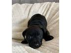 Hugsy, Labrador Retriever For Adoption In Mckinney, Texas