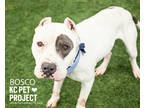 Bosco, American Pit Bull Terrier For Adoption In Kansas City, Missouri
