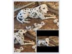 Adopt Lance a Dalmatian