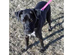 Ace, Labrador Retriever For Adoption In Slinger, Wisconsin