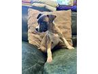 Rocky, American Staffordshire Terrier For Adoption In Salem, Oregon