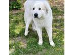 Adopt Rocky a Great Pyrenees