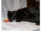 Barber, Domestic Shorthair For Adoption In Cardwell, Montana