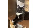 Adopt Colby a Domestic Long Hair, Tuxedo