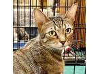 Adopt Stella a Brown Tabby Domestic Shorthair / Mixed (short coat) cat in