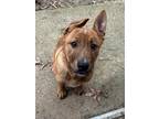 Adopt Jello a German Shepherd Dog, Boxer