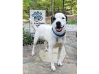 Colby Jack, Jack Russell Terrier For Adoption In Gillsville, Georgia