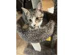 Adopt Pinto a Gray or Blue (Mostly) Domestic Shorthair / Mixed (short coat) cat