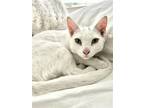 Adopt Eva a White Domestic Shorthair / Mixed (short coat) cat in Los Angeles