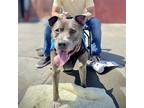 Adopt Ice a American Pit Bull Terrier / Mixed dog in Oakland, CA (38503402)