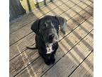 Cosmo, Labrador Retriever For Adoption In Yaphank, New York