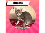 Adopt Rosalina a Gray or Blue Domestic Shorthair / Mixed cat in Suisun