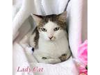Adopt Lady Cat a Brown or Chocolate Domestic Shorthair / Domestic Shorthair /
