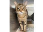 Adopt Sylvie a Brown or Chocolate Domestic Shorthair / Domestic Shorthair /