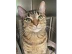 Adopt Starling a Brown or Chocolate Domestic Shorthair / Domestic Shorthair /