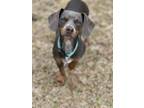 Sassy, Dachshund For Adoption In Irmo, South Carolina