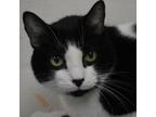 Adopt Theodore Ulysses a Domestic Short Hair