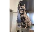 Adopt Lottie a All Black Domestic Shorthair / Domestic Shorthair / Mixed cat in