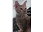 Adopt Journey a Orange or Red Domestic Shorthair / Domestic Shorthair / Mixed