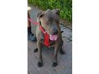 Adopt ALEX a Gray/Silver/Salt & Pepper - with White Pit Bull Terrier / Mixed dog