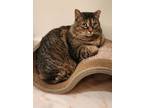 Cinnamon, Domestic Shorthair For Adoption In Etobicoke, Ontario