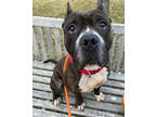 Bonbon, American Pit Bull Terrier For Adoption In Madison, New Jersey