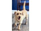 Adopt Cashew a Wirehaired Terrier