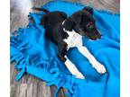 Adopt Asher a Pointer