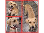 Adopt Noah a Black Mouth Cur, Hound