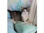 Adopt Bowser a Domestic Short Hair, American Shorthair