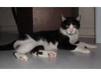 Adopt PETEY a Domestic Short Hair, Tuxedo