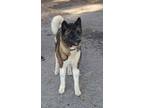 Adopt Apollo a Akita